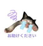 ソラちゃん印（個別スタンプ：27）