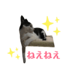 ソラちゃん印（個別スタンプ：30）