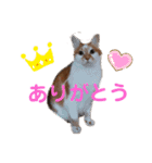 空っちの日常生活言葉（個別スタンプ：13）