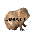 しかるべくなカピバラ（個別スタンプ：1）