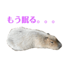 しかるべくなカピバラ（個別スタンプ：10）
