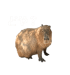 しかるべくなカピバラ（個別スタンプ：13）