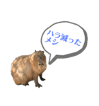 しかるべくなカピバラ（個別スタンプ：14）