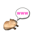 しかるべくなカピバラ（個別スタンプ：15）