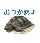 ヘルマンリクガメのかめじろう②（個別スタンプ：1）