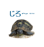 ヘルマンリクガメのかめじろう②（個別スタンプ：2）