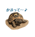 ヘルマンリクガメのかめじろう②（個別スタンプ：3）