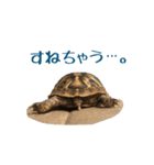 ヘルマンリクガメのかめじろう②（個別スタンプ：4）