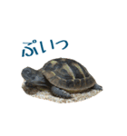 ヘルマンリクガメのかめじろう②（個別スタンプ：7）