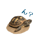ヘルマンリクガメのかめじろう②（個別スタンプ：8）