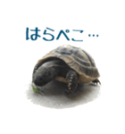 ヘルマンリクガメのかめじろう②（個別スタンプ：9）