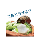 ヘルマンリクガメのかめじろう②（個別スタンプ：10）