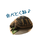 ヘルマンリクガメのかめじろう②（個別スタンプ：11）
