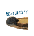 ヘルマンリクガメのかめじろう②（個別スタンプ：12）
