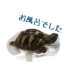 ヘルマンリクガメのかめじろう②（個別スタンプ：13）