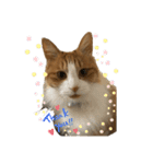ネコスタンプ2(きなこ)（個別スタンプ：16）