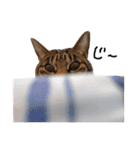 犬達猫達（個別スタンプ：1）