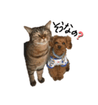 犬達猫達（個別スタンプ：4）