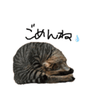 犬達猫達（個別スタンプ：6）