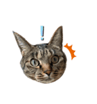 犬達猫達（個別スタンプ：7）