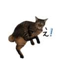 犬達猫達（個別スタンプ：8）