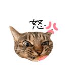 犬達猫達（個別スタンプ：11）