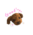 犬達猫達（個別スタンプ：13）