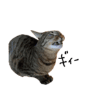 犬達猫達（個別スタンプ：15）