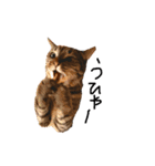 犬達猫達（個別スタンプ：16）