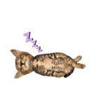 犬達猫達（個別スタンプ：17）
