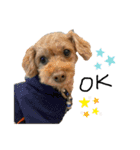 犬達猫達（個別スタンプ：21）