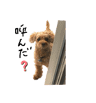 犬達猫達（個別スタンプ：22）