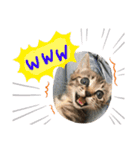 犬達猫達（個別スタンプ：23）