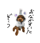 犬達猫達（個別スタンプ：24）