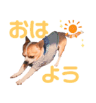 チワワのレック君の日常②（個別スタンプ：7）