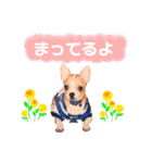 チワワのレック君の日常②（個別スタンプ：15）
