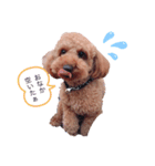 チョコ♂のスタンプ✨（個別スタンプ：4）