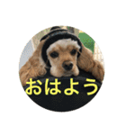 わんわん物語☺︎︎（個別スタンプ：2）