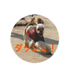 わんわん物語☺︎︎（個別スタンプ：17）