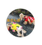 わんわん物語☺︎︎（個別スタンプ：20）