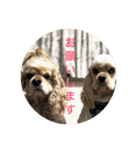 わんわん物語☺︎︎（個別スタンプ：24）