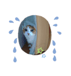 びびにゃぁ（個別スタンプ：1）