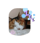 びびにゃぁ（個別スタンプ：3）