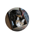 びびにゃぁ（個別スタンプ：34）
