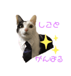 仲良し猫兄弟（個別スタンプ：1）