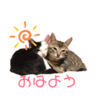 仲良し猫兄弟（個別スタンプ：2）