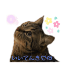仲良し猫兄弟（個別スタンプ：3）