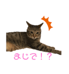 仲良し猫兄弟（個別スタンプ：4）
