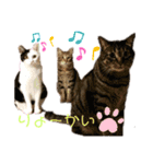仲良し猫兄弟（個別スタンプ：5）
