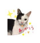 仲良し猫兄弟（個別スタンプ：6）